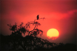 Sunrise over the Everglades